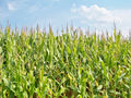 Energia z kukurydzy w ukowej
