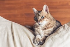 Czy kot powinien je surowe miso?