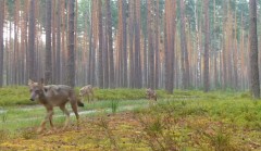 Wilki w bigorajskich lasach