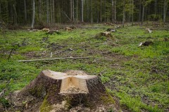 1,5 tys. podpisów w obronie biłgorajskich lasów