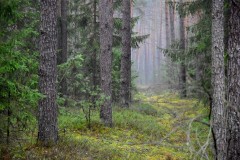 Nadleśnictwo kupi lasy i grunty do zalesienia