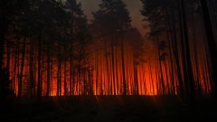 Prokuratura wszcz�a �ledztwo ws. po�aru las�w