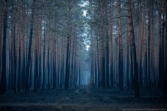 Pożar ugaszony, ale las nadal groźny. Jest apel do mieszkańców