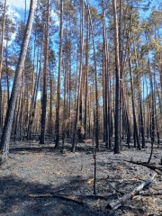 Ogromne straty w Puszczy Solskiej. Spłonęło ponad 1100 hektarów lasu