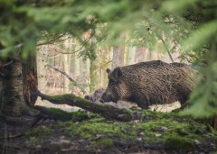 Polowanie na dziki w&nbsp;powiecie. Jest decyzja o&nbsp;odstrzale 197 zwierz�t