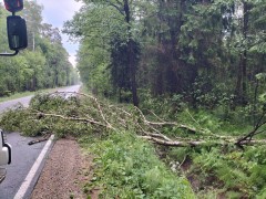 Powalone drzewa i pożar po uderzeniu pioruna