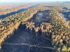 Plan leśników na odbudowę Puszczy Solskiej