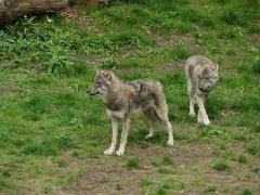 Wilki blisko zabudowań? Burmistrz apeluje