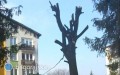 Apel burmistrza dotyczcy wycinki drzew
