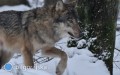 42-latek z powiatu oskarony o zastrzelenie wilka z Roztoczaskiego Parku Narodowego