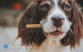 Przysmaki dla psa pene witamin - do zabawy i dla zdrowia