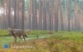 Wilki w bigorajskich lasach