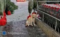 Poszukiwany waciciel psa znalezionego pod marketem [AKTUALIZACJA]
