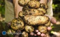 Producenci ziemniakw pod lup PIORiN. Za brak wpisu do rejestru grozi kara