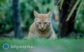 Kot zakaony wcieklizn w powiecie bigorajskim