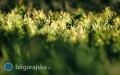 Sprawdzone sposoby na bujny �ywop�ot z&nbsp;sadzonek z&nbsp;gruntu