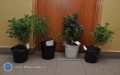 Plantacja marihuany w mieszkaniu