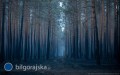Po�ar ugaszony, ale las nadal gro�ny. Jest apel do mieszka�c�w