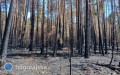 Ogromne straty w Puszczy Solskiej. Spłonęło ponad 1100 hektarów lasu