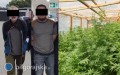 Policja rozbiła narkotykowy biznes. Zabezpieczono blisko 300 krzewów konopi