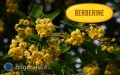 Berberyna - co warto wiedzie� o&nbsp;popularnym sk�adniku suplement�w?