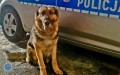 Nowe policyjne psy w komendzie