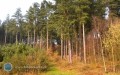 Zagroenie poarowe w bigorajskich lasach