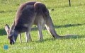 Poszukiwania kangurw zakoczone
