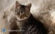 Zagin 3-miesieczny kot. Rodzina prosi o pomoc w poszukiwaniach
