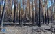 Ogromne straty w&nbsp;Puszczy Solskiej. Sp�on�o ponad 1100 hektar�w lasu