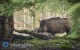 Polowanie na dziki w&nbsp;powiecie. Jest decyzja o&nbsp;odstrzale 197 zwierz�t