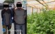 Policja rozbi�a narkotykowy biznes. Zabezpieczono blisko 300 krzew�w konopi