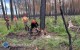 Stra�acy szkolili si� w&nbsp;�cince trudnych drzew